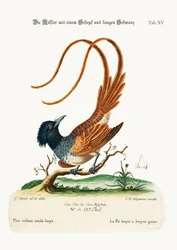 Der Langschwanzhäher, 1749-73